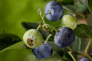 Vaccinium cor. 'Bluegold' - 2 Ltr pot - image 2