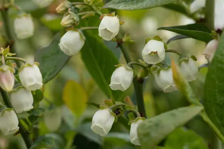 Vaccinium cor. 'Bluegold' - 2 Ltr pot - image 3