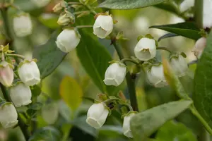 Vaccinium cor. 'Bluegold' - 2 Ltr pot - image 3