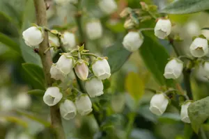 Vaccinium cor. 'Bluegold' - 2 Ltr pot - image 4