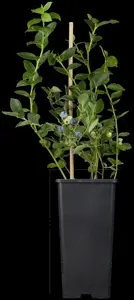 Vaccinium cor. 'Bluegold' - P9 - image 5