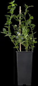 Vaccinium cor. 'Bluegold' - 40-50 CM C3 - image 1