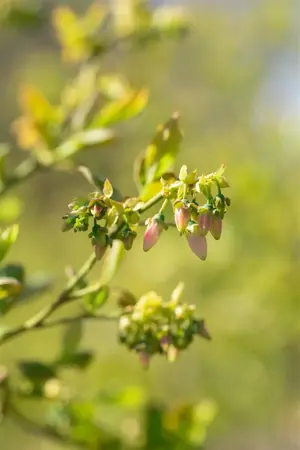 Vaccinium cor. 'Bluejay' - 2 Ltr pot - image 2