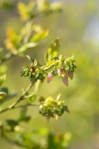 Vaccinium cor. 'Bluejay' - 2 Ltr pot - image 2
