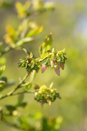 Vaccinium cor. 'Bluejay' - 40-50 CM C3 - image 2