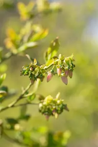 Vaccinium cor. 'Bluejay' - 40-50 CM C3 - image 2