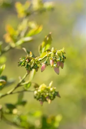 Vaccinium cor. 'Bluejay' - 25-30 CM P9 - image 2