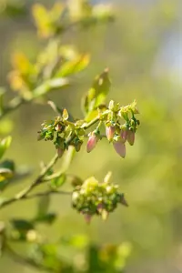 Vaccinium cor. 'Bluejay' - 25-30 CM P9 - image 2