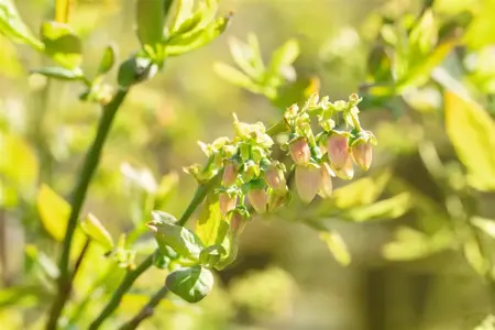 Vaccinium cor. 'Bluejay' - 2 Ltr pot - image 1