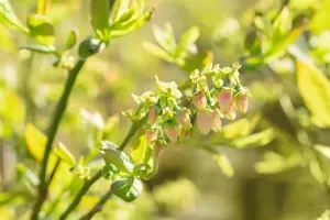 Vaccinium cor. 'Bluejay'