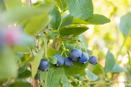Vaccinium cor. 'Bluejay' - 2 Ltr pot - image 5