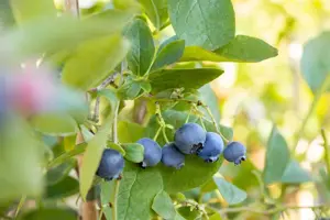 Vaccinium cor. 'Bluejay' - 2 Ltr pot - image 5