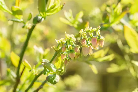 Vaccinium cor. 'Bluejay' - 40-50 CM C3 - image 1
