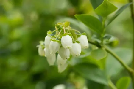 Vaccinium cor. 'Bluejay' - 2 Ltr pot - image 3