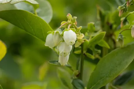 Vaccinium cor. 'Bluejay' - 2 Ltr pot - image 4