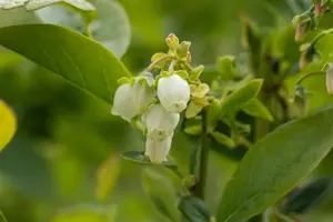 Vaccinium cor. 'Bluejay' - 2 Ltr pot - image 4