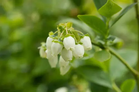 Vaccinium cor. 'Bluejay' - 40-50 CM C3 - image 3