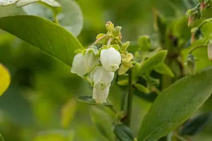 Vaccinium cor. 'Bluejay' - 40-50 CM C3 - image 4