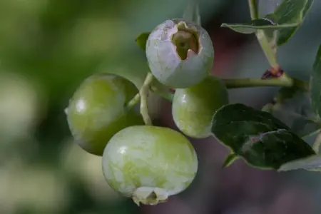 Vaccinium cor. 'Brigitta Blue' - 80-100 CM C5 - image 2