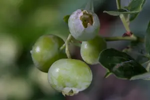 Vaccinium cor. 'Brigitta Blue' - 80-100 CM C5 - image 2