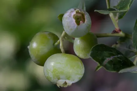 Vaccinium cor. 'Brigitta Blue' - 40-50 CM C3 - image 2