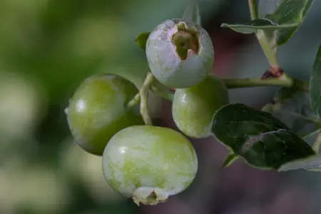 Vaccinium cor. 'Brigitta Blue' - 40-50 CM C5 - image 1