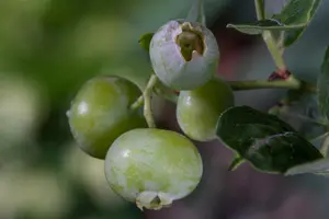 Vaccinium cor. 'Brigitta Blue' - 40-50 CM C5 - image 1
