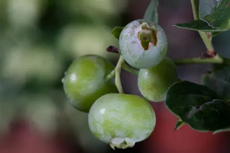 Vaccinium cor. 'Brigitta Blue' - 30-40 CM C3.5 - image 2