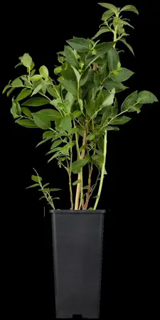 Vaccinium cor. 'Brigitta Blue' - 80-100 CM C5 - image 1