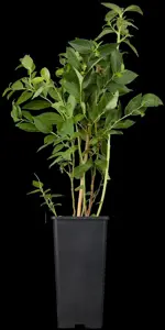 Vaccinium cor. 'Brigitta Blue' - 80-100 CM C5 - image 4