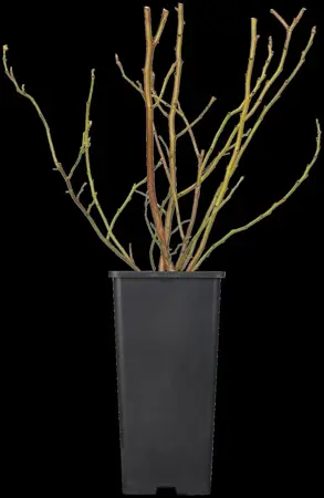 Vaccinium cor. 'Brigitta Blue' - 2 Ltr pot - image 4