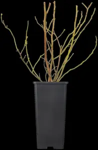 Vaccinium cor. 'Brigitta Blue' - 80-100 CM C5 - image 4