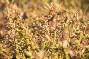 Vaccinium cor. 'Duke' - C3.5 - image 2