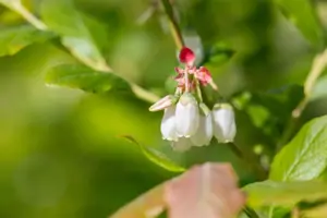 Vaccinium cor. 'Duke' - C3.5 - image 3