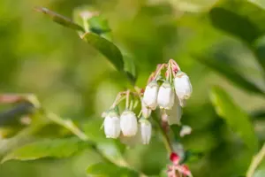Vaccinium cor. 'Duke' - C3.5 - image 4