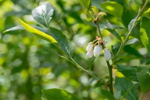 Vaccinium cor. 'Duke' - C3.5 - image 5
