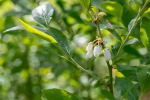 Vaccinium cor. 'Duke' - 60-80 CM C5 - image 5