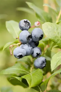 Vaccinium cor. 'Goldtraube 71' - 2 Ltr pot - image 2