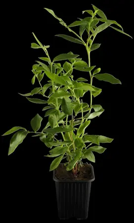 Vaccinium cor. 'Goldtraube 71' - 2 Ltr pot - image 1