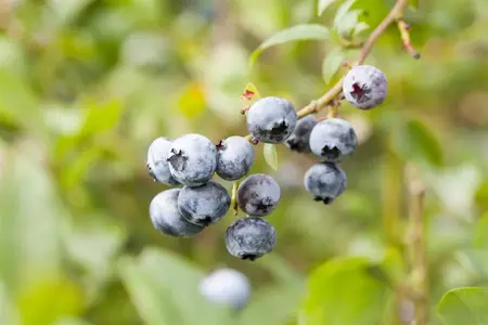 Vaccinium cor. 'Hortblue Petite' - 2 Ltr pot - image 1