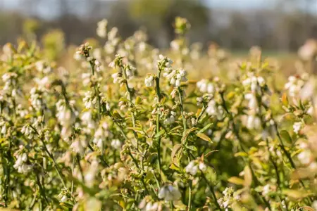 Vaccinium cor. 'Hortblue Petite' - 2 Ltr pot - image 3