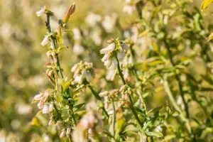 Vaccinium cor. 'Hortblue Petite' - P9 - image 2