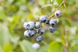 Vaccinium cor. 'Hortblue Petite' - 40-50 CM C5 - image 1