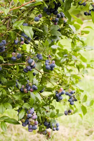 Vaccinium cor. 'Jersey' - 30-40 CM C3.5