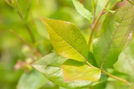Vaccinium cor. 'Patriot' - 2 Ltr pot - image 2