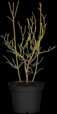 Vaccinium cor. 'Pink Lemonade' - 3 Ltr pot - image 2