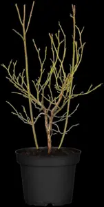 Vaccinium cor. 'Pink Lemonade' - 3 Ltr pot - image 2