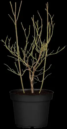Vaccinium cor. 'Pink Lemonade' - P9 - image 3