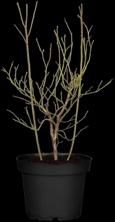 Vaccinium cor. 'Pink Lemonade' - 40-50 CM C3 - image 3