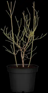 Vaccinium cor. 'Pink Lemonade' - 40-50 CM C3 - image 3